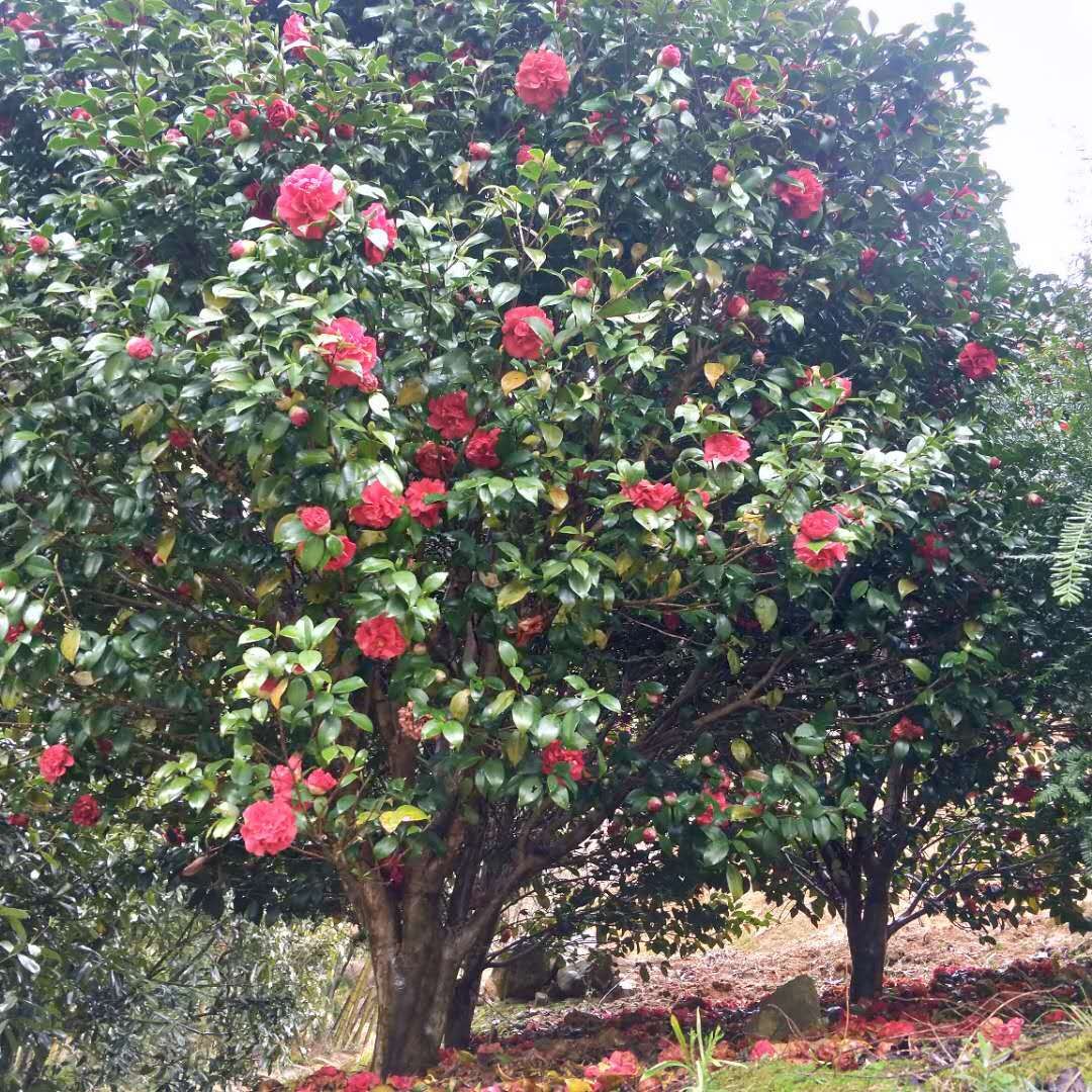 浙江绍兴新昌县茶花种植基地-浙江宁波茶花种植基地批发价格-浙江省新昌县小将镇花木公司图片