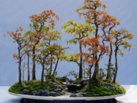 山水盆景圖片/山水盆景樣板圖 (3)