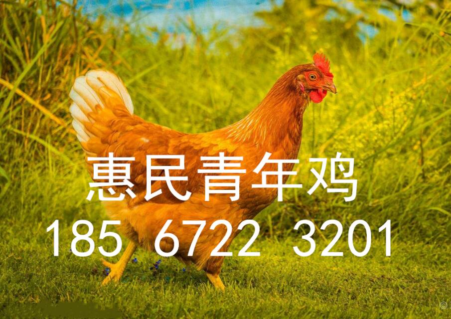 養(yǎng)雞場圖片/養(yǎng)雞場樣板圖 (3)