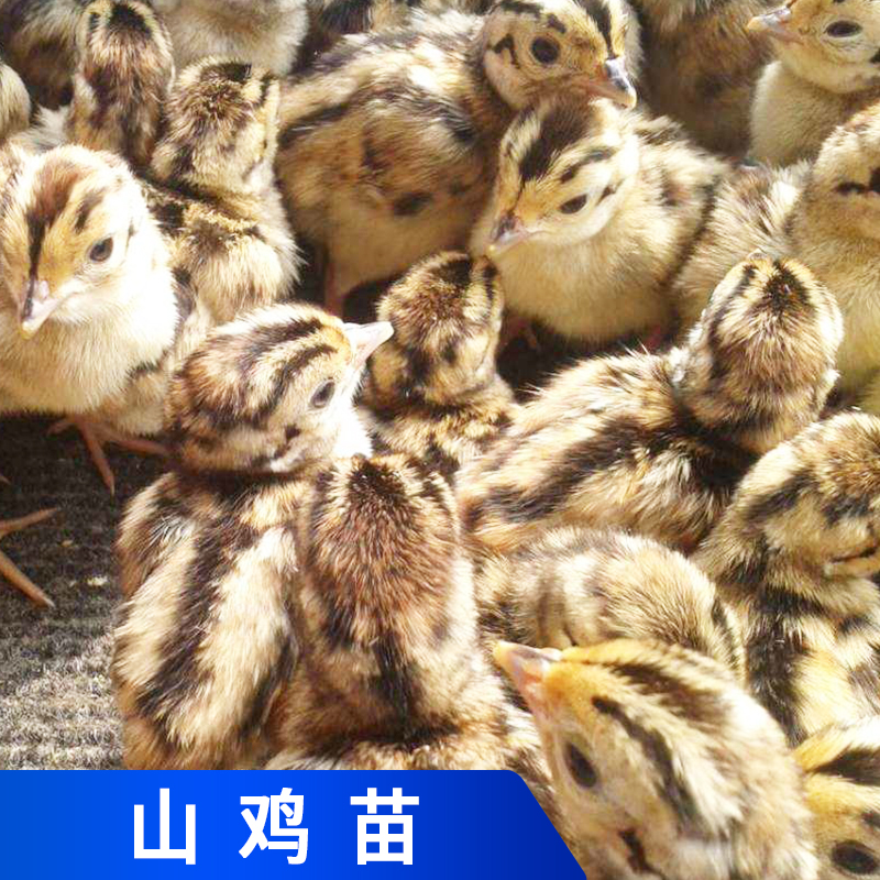 山雞苗圖片/山雞苗樣板圖 (3)