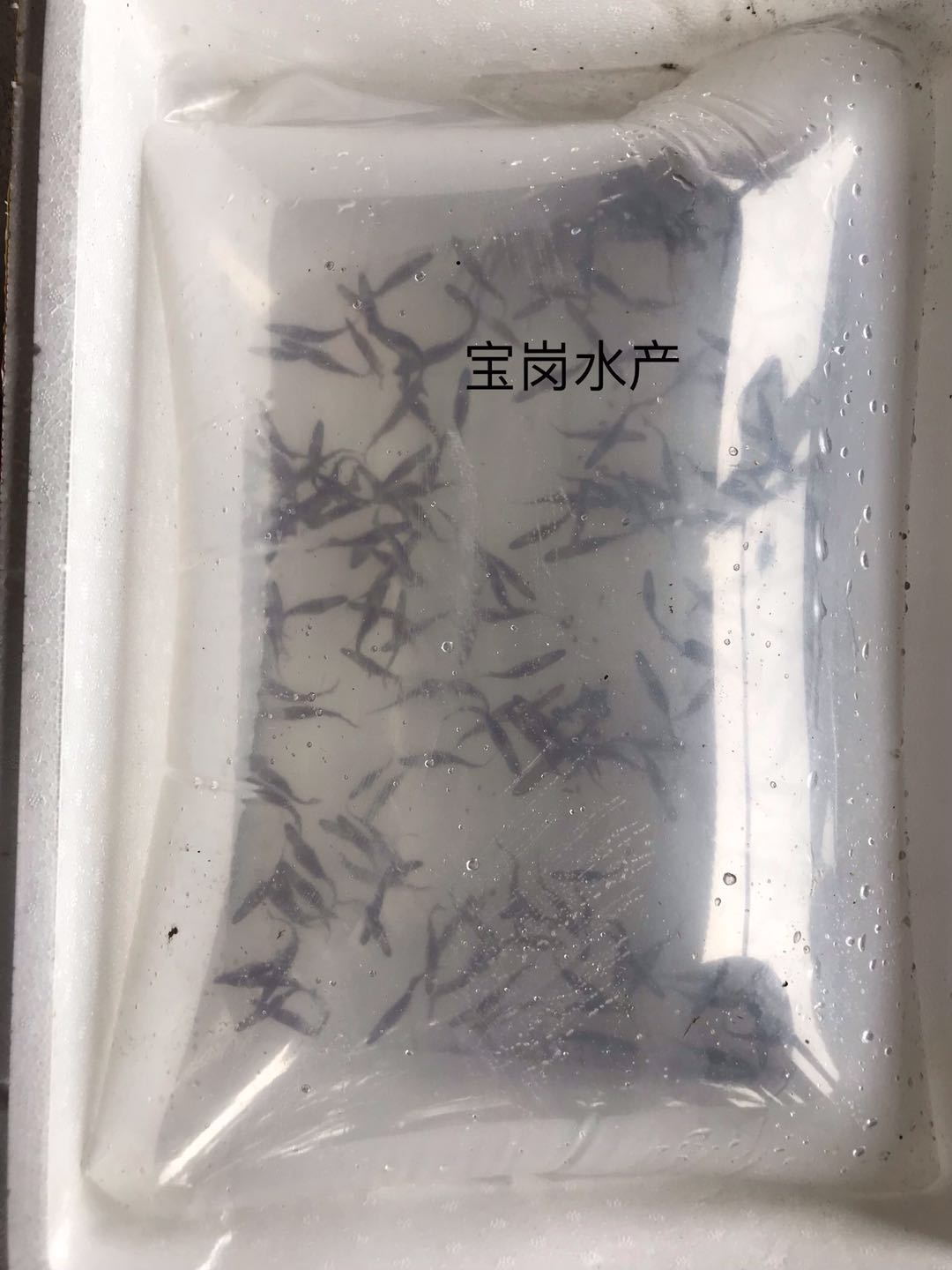 魚苗圖片/魚苗樣板圖 (2)