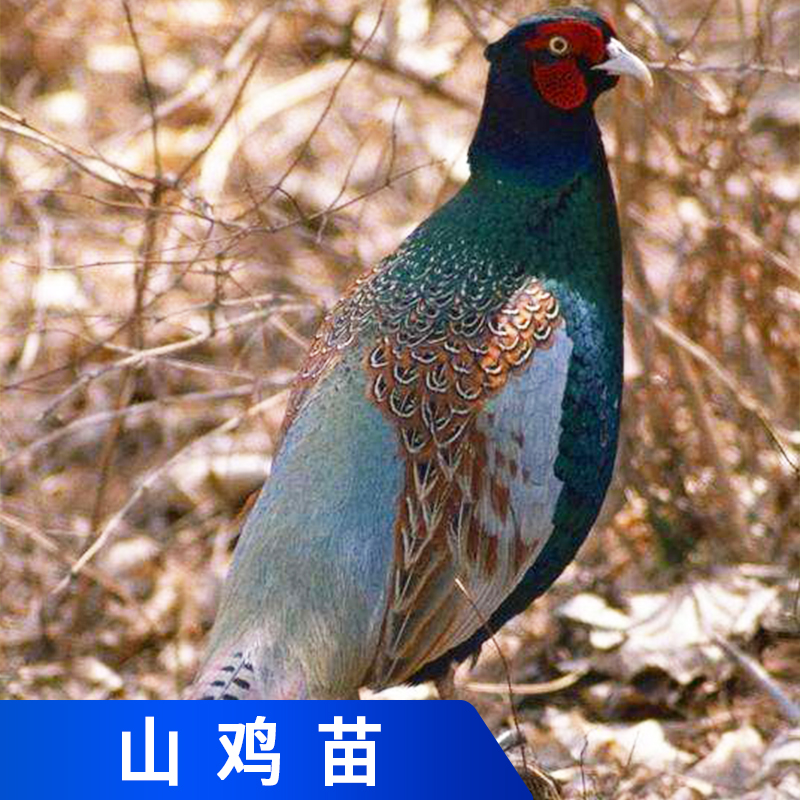 江門山雞苗，山雞苗養(yǎng)殖批發(fā)，山雞苗批發(fā)商