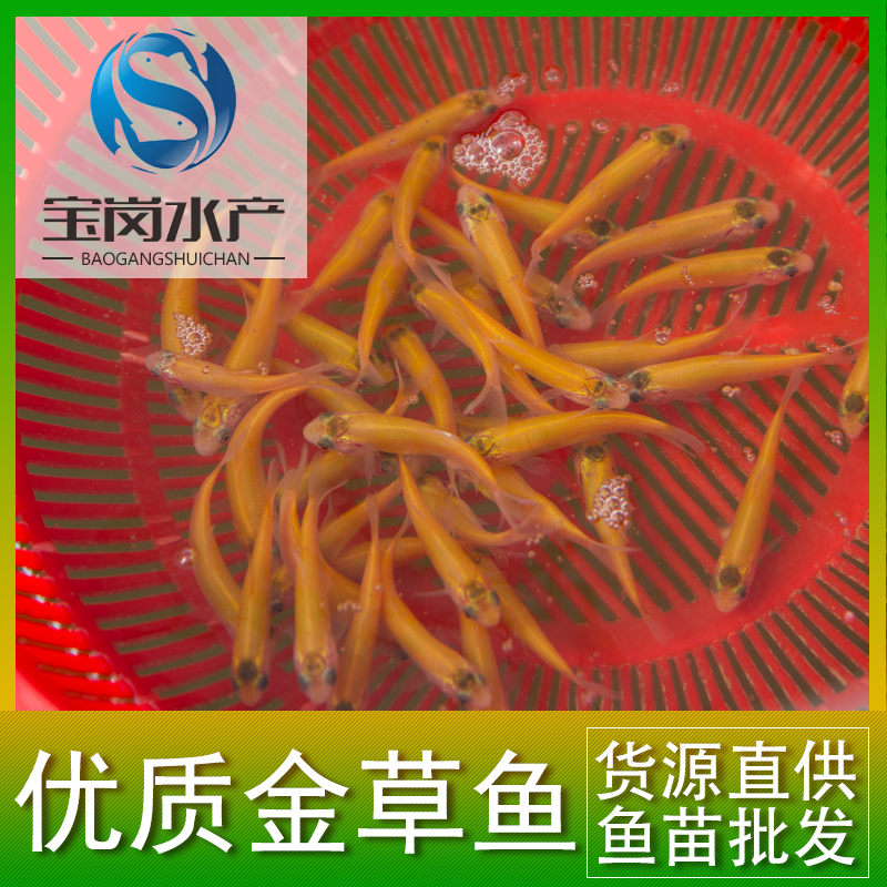 草魚苗圖片/草魚苗樣板圖 (4)