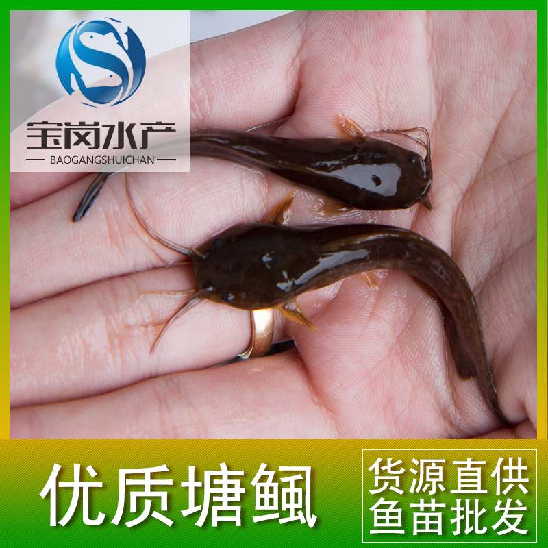 大量供應(yīng)本地塘鲺魚苗 塘角魚魚苗 土塘鲺魚苗 三黃塘鲺魚苗