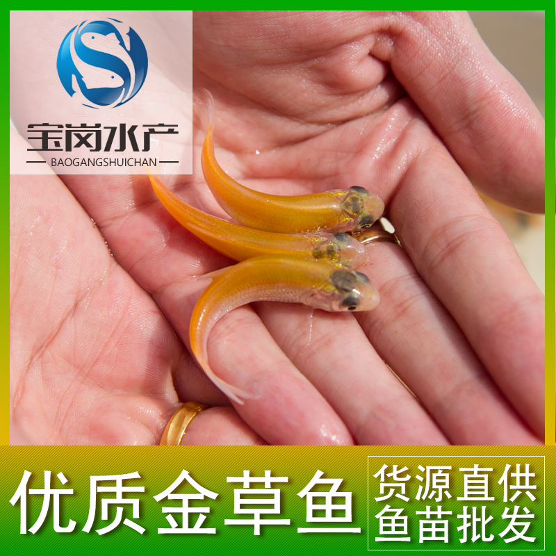 草魚苗圖片/草魚苗樣板圖 (1)