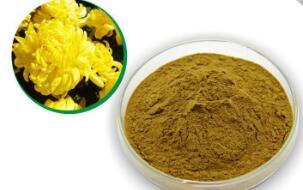 菊花濃縮粉，菊花提取物圖片