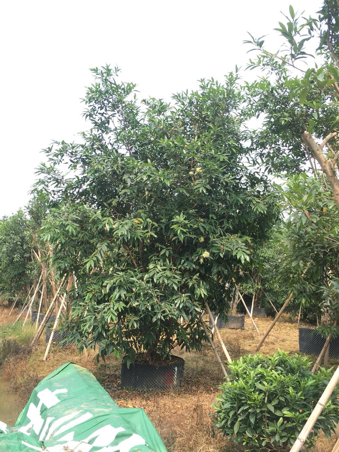 水蒲桃圖片/水蒲桃樣板圖 (2)