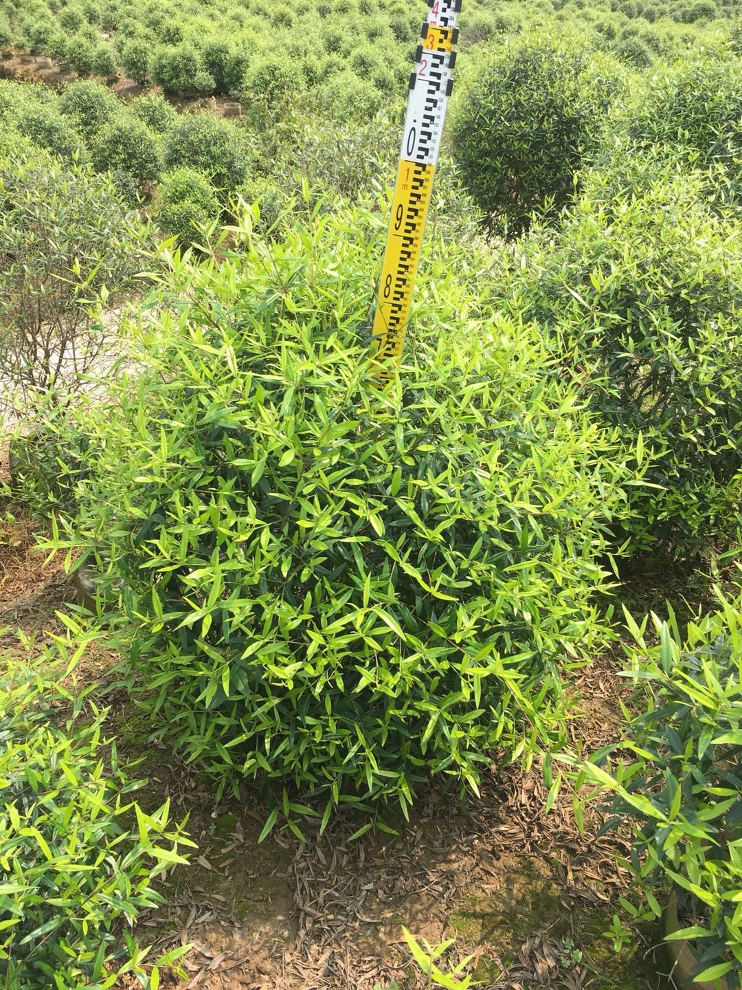 木樨欖圖片/木樨欖樣板圖 (4)