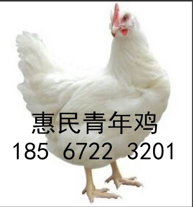 海蘭灰蛋雞多少天見(jiàn)蛋圖片/海蘭灰蛋雞多少天見(jiàn)蛋樣板圖 (4)