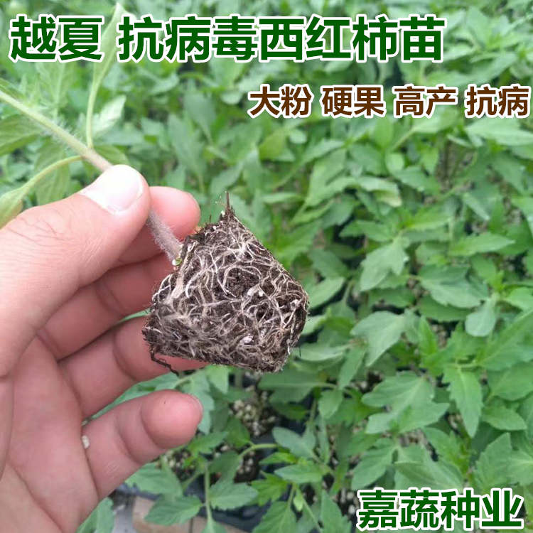 番茄種苗圖片/番茄種苗樣板圖 (3)