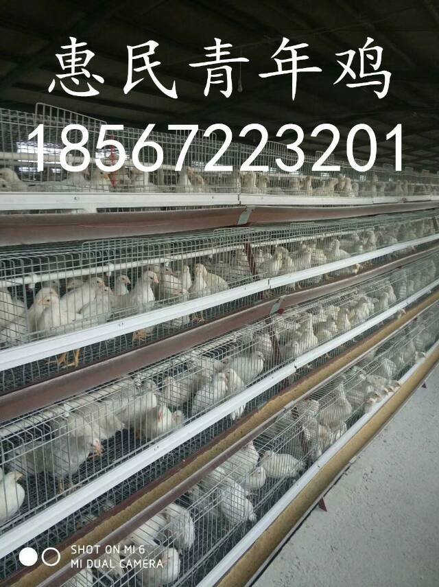 海蘭灰蛋雞多少天見(jiàn)蛋圖片/海蘭灰蛋雞多少天見(jiàn)蛋樣板圖 (2)
