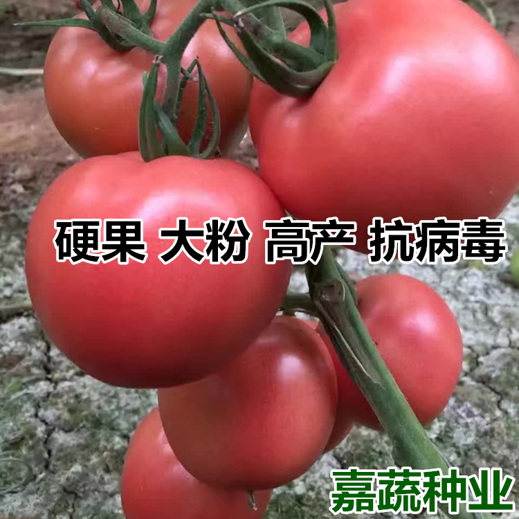 蔬菜苗 番茄苗 硬粉越夏番茄種苗圖片