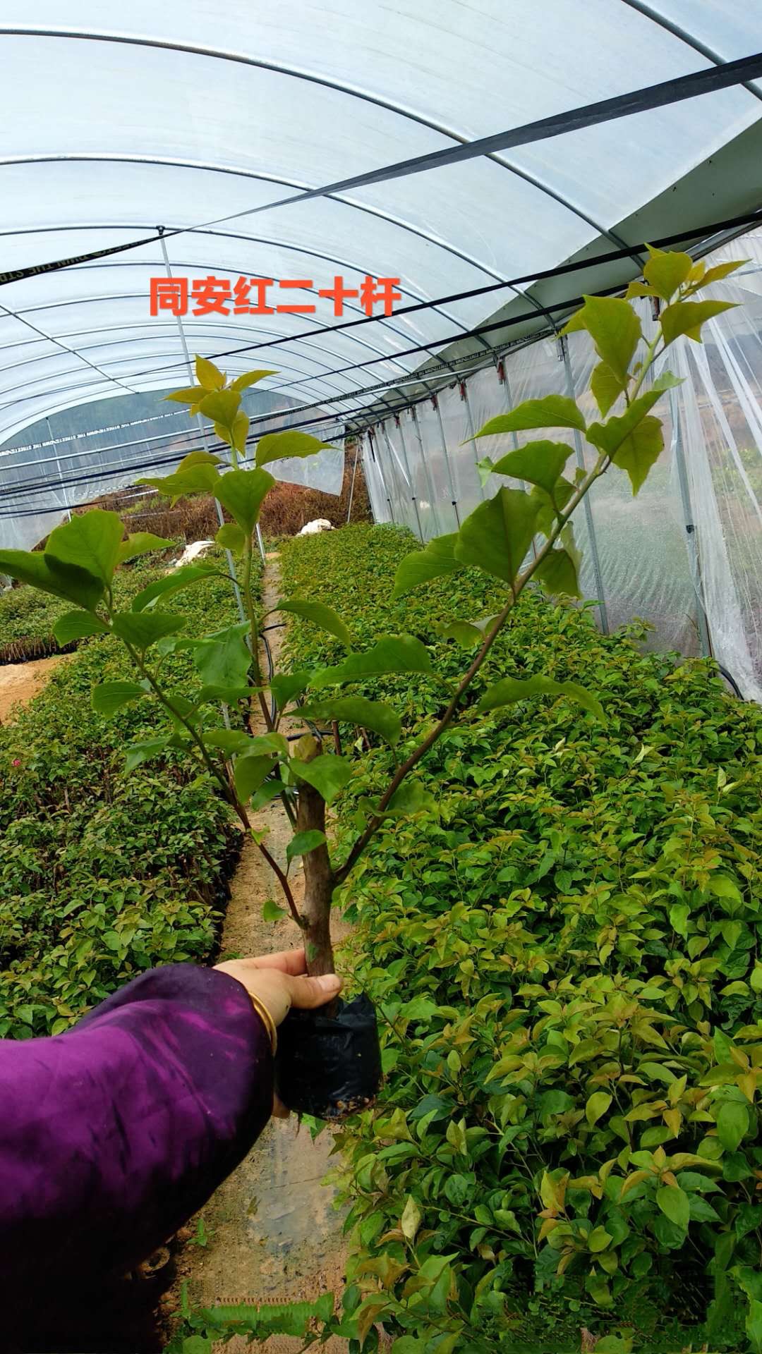 袋苗圖片/袋苗樣板圖 (4)
