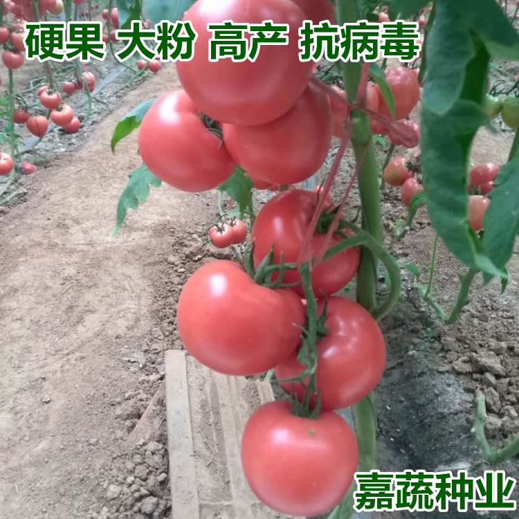 番茄種苗圖片/番茄種苗樣板圖 (2)
