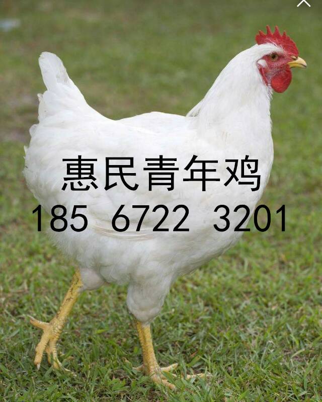 海蘭灰蛋雞多少天見蛋