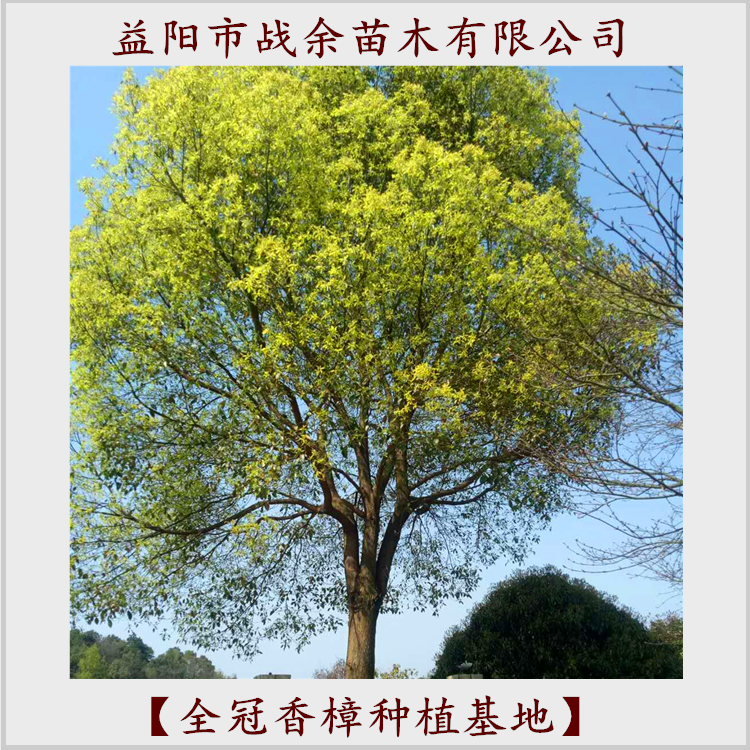 全冠香樟圖片/全冠香樟樣板圖 (3)