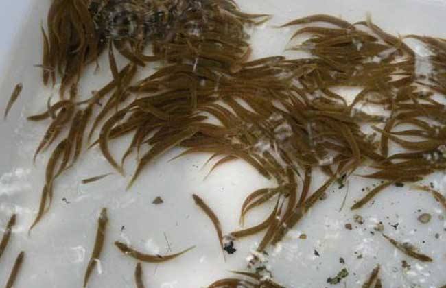泥鰍苗 龍蝦苗圖片