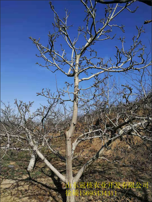 優(yōu)質(zhì)薄皮嫁接核桃苗圖片