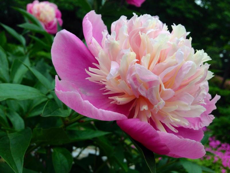 菏泽庭院四季花芍药花苗圃批量供应图片