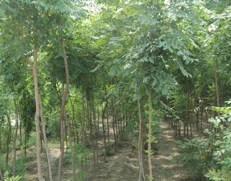 菏泽市北栾木绿树苗厂家苗圃直供北栾木绿树苗菏泽批发