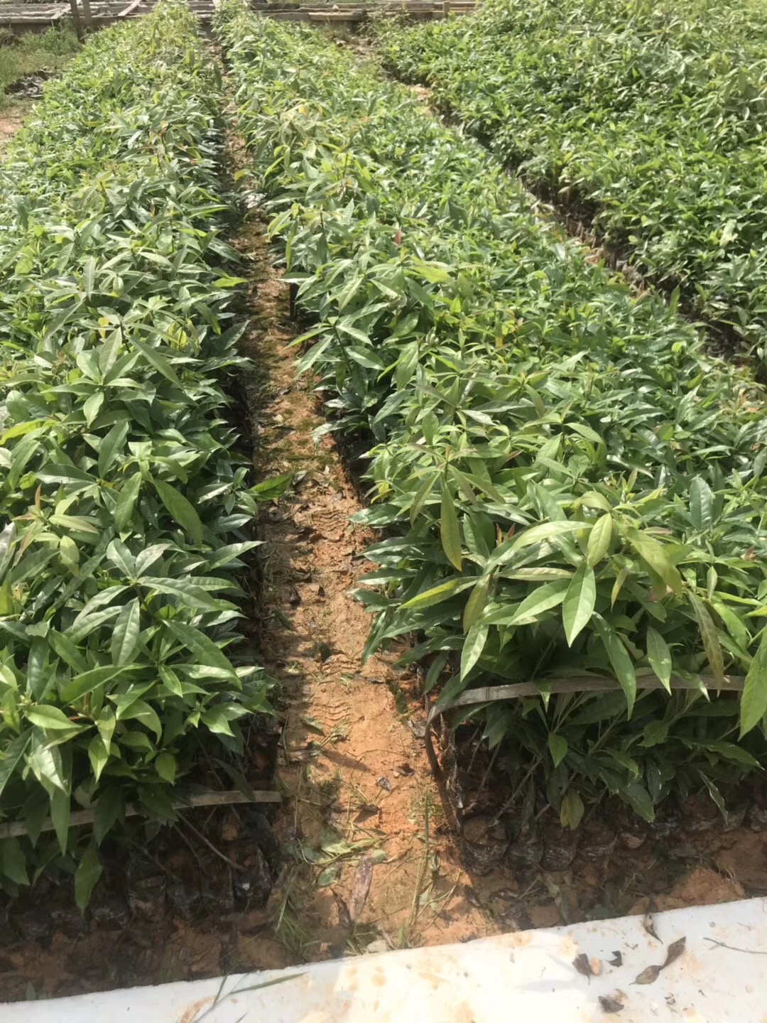 木荷圖片/木荷樣板圖 (3)