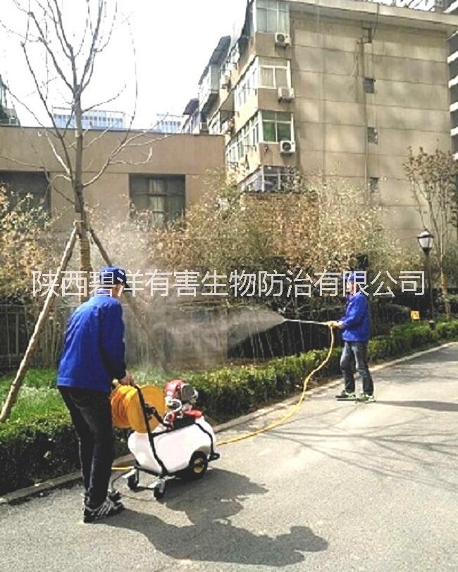 西安滅白蟻公司 西安滅蟑螂公司圖片
