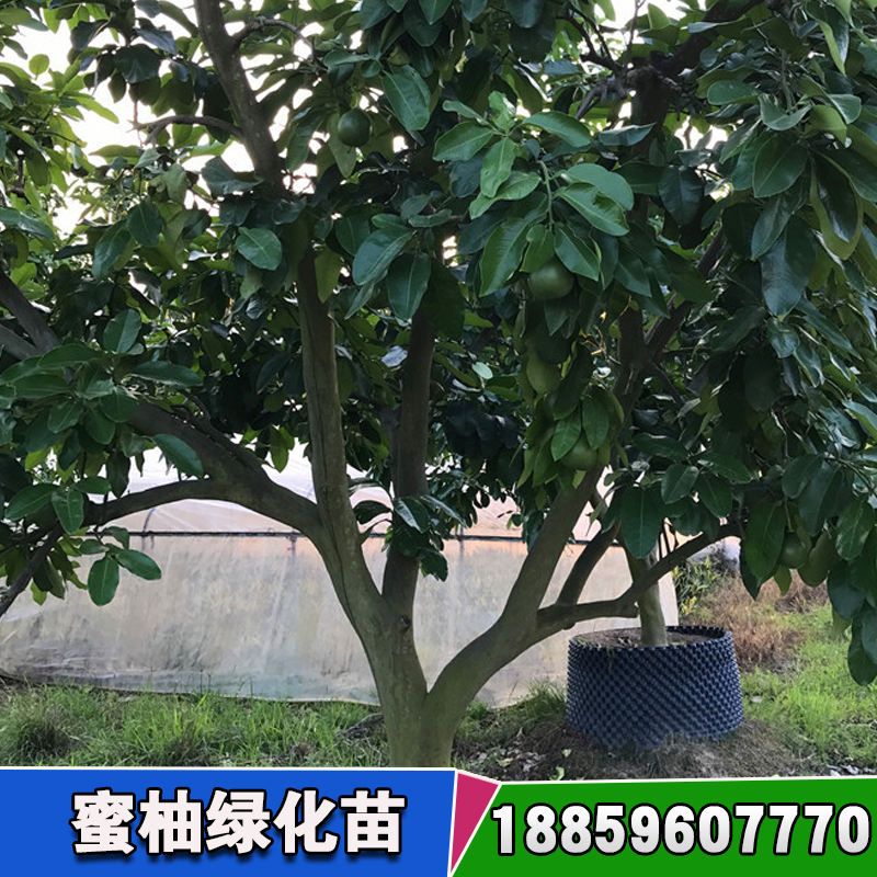 蜜柚綠化苗木圖片/蜜柚綠化苗木樣板圖 (4)