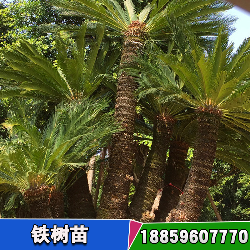 鐵樹苗圖片/鐵樹苗樣板圖 (2)