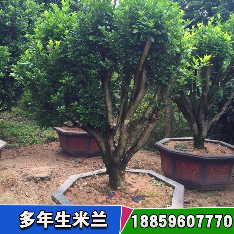 綠化苗木基地圖片/綠化苗木基地樣板圖 (3)