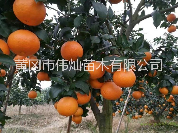 爱媛38号苗 稼接杂柑苗 南方果树果苗 湖北基地直发 柑桔苗批发 32年行业经验 品种保证图片