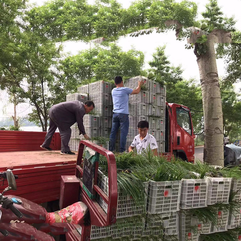 北京市苔草价格厂家