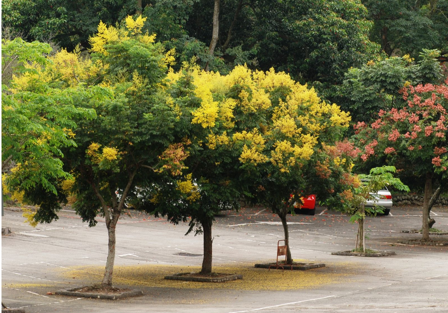 四川栾树种苗批发  蓝花楹树种苗厂家报价 蓝花楹树种苗图片