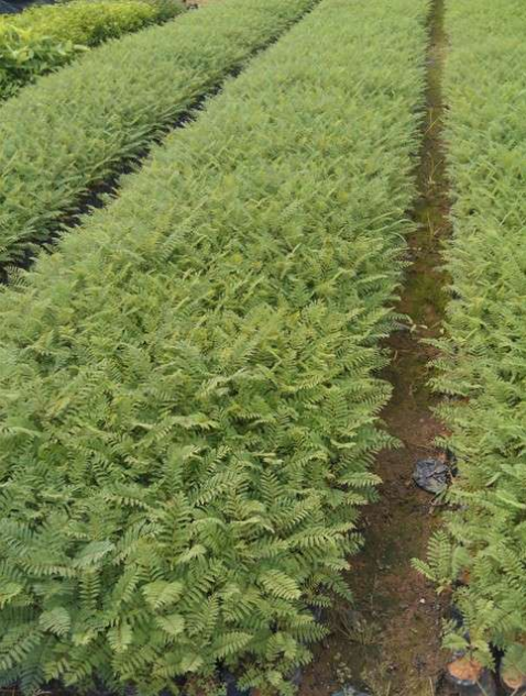 藍花楹圖片/藍花楹樣板圖 (2)
