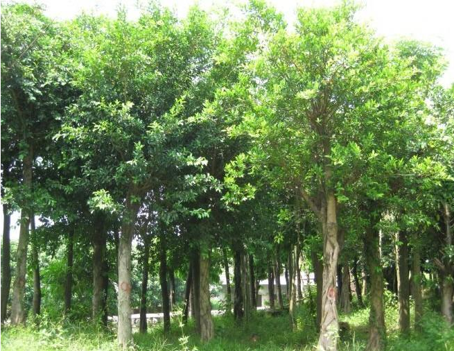 小葉榕圖片/小葉榕樣板圖 (2)