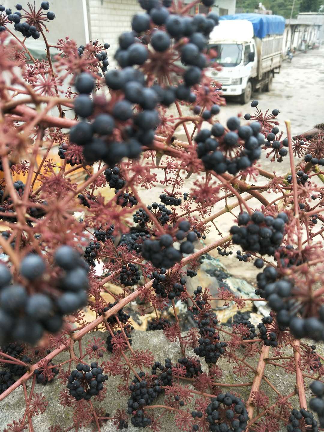 刺老包种子苗/刺老包基地/刺老包苗