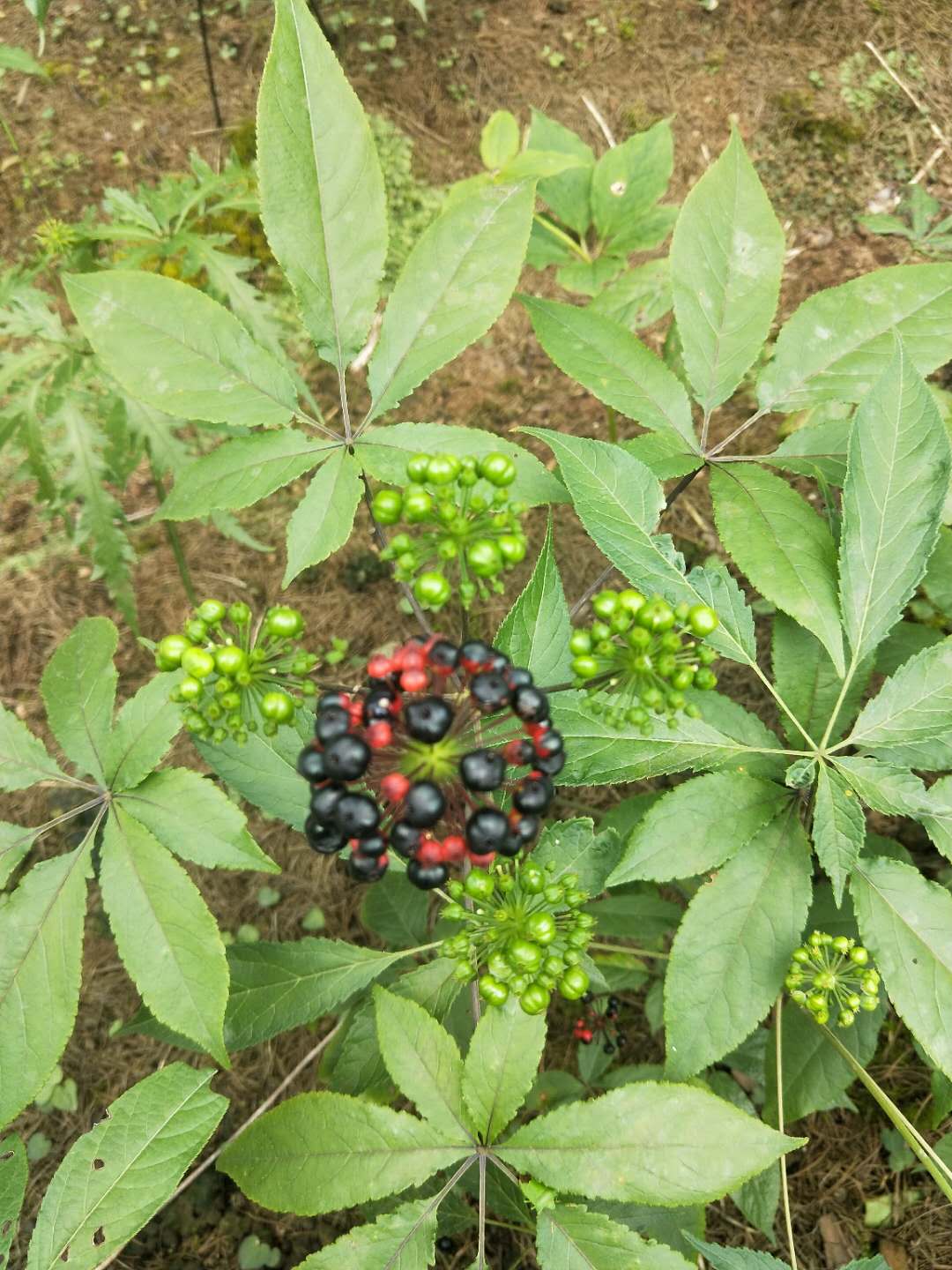 刺老包刺老包种子苗/刺老包基地/刺老包苗