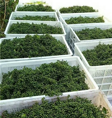 圓眼塑料花椒筐圖片/圓眼塑料花椒筐樣板圖 (2)