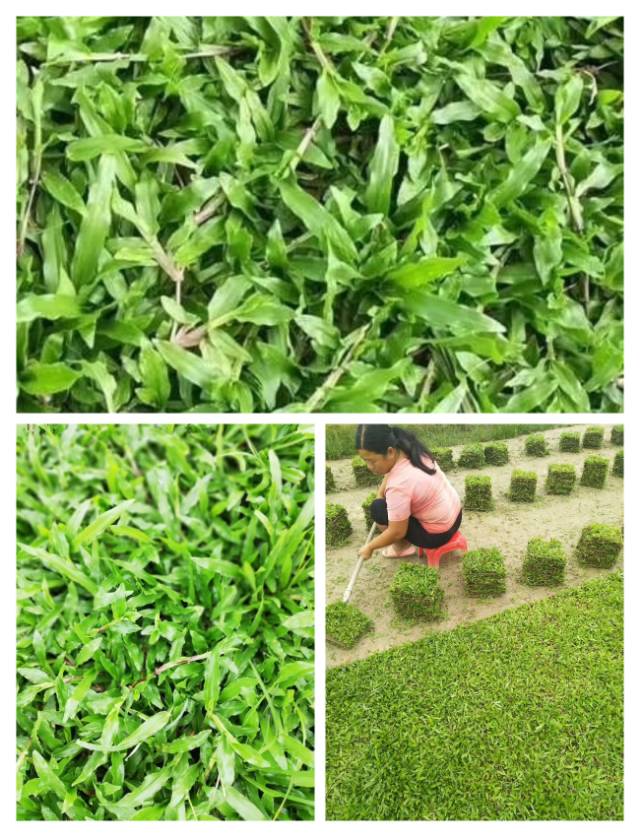 直銷，草卷，草塊歡迎選購