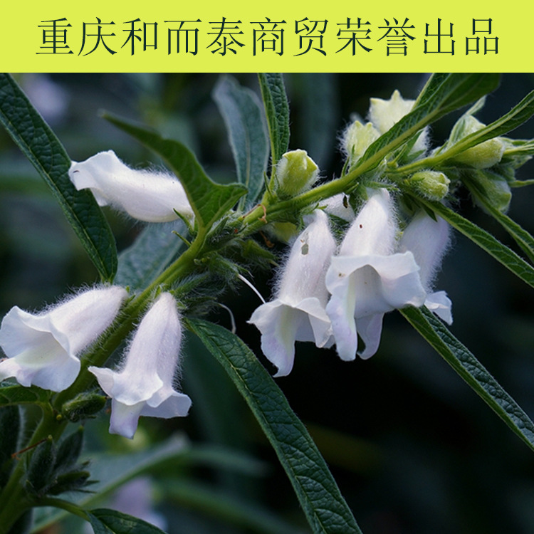 火鍋調(diào)味芝麻香油圖片/火鍋調(diào)味芝麻香油樣板圖 (4)