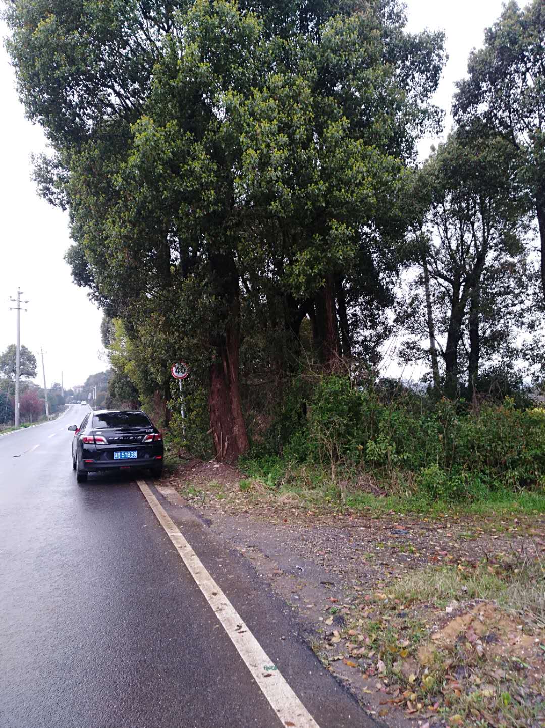 四季桂花圖片/四季桂花樣板圖 (1)