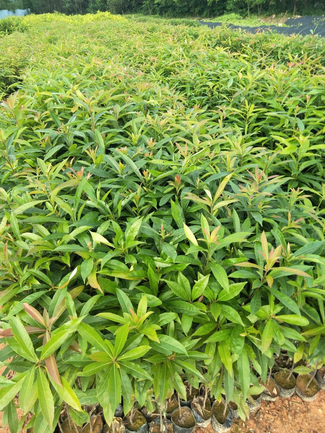 荷木苗圃圖片/荷木苗圃樣板圖 (4)