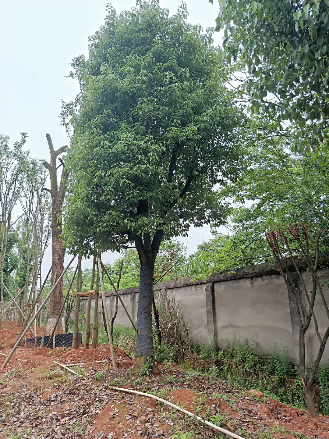 樂昌含笑圖片/樂昌含笑樣板圖 (4)