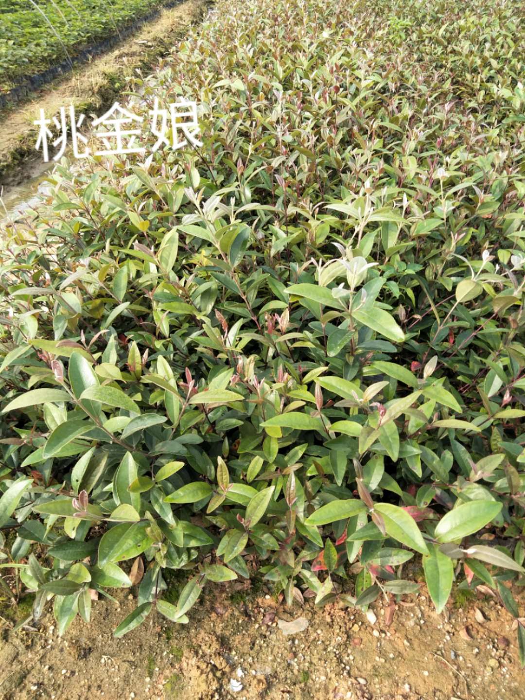 采購(gòu)桃金娘苗圖片/采購(gòu)桃金娘苗樣板圖 (3)