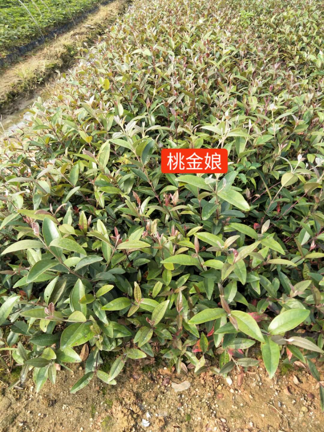 采購(gòu)桃金娘苗圖片/采購(gòu)桃金娘苗樣板圖 (4)
