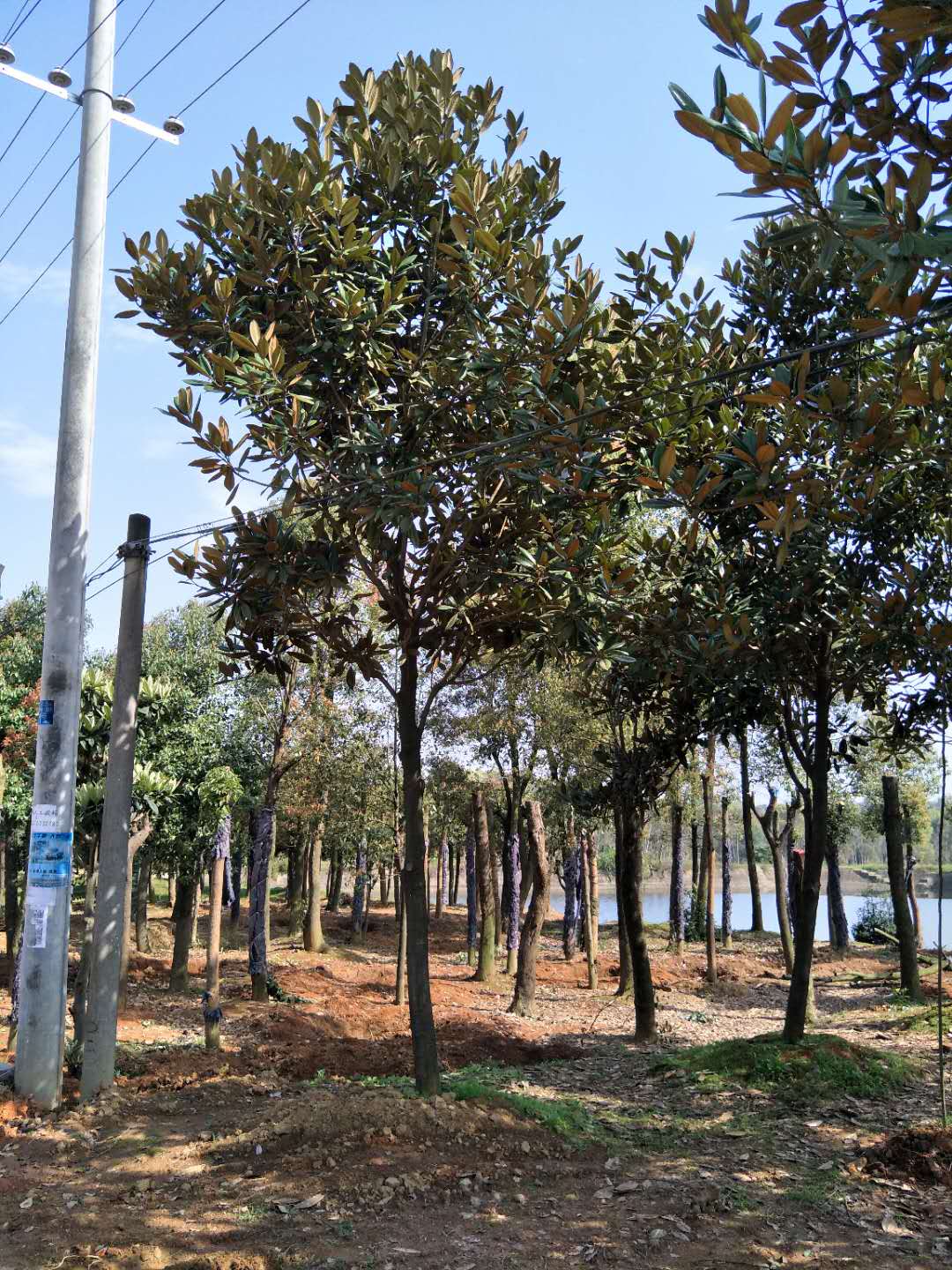 廣玉蘭樹圖片/廣玉蘭樹樣板圖 (2)