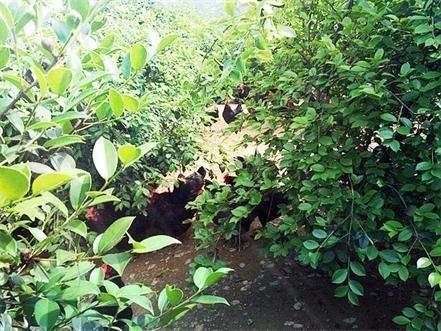 岑軟油茶苗圖片/岑軟油茶苗樣板圖 (2)