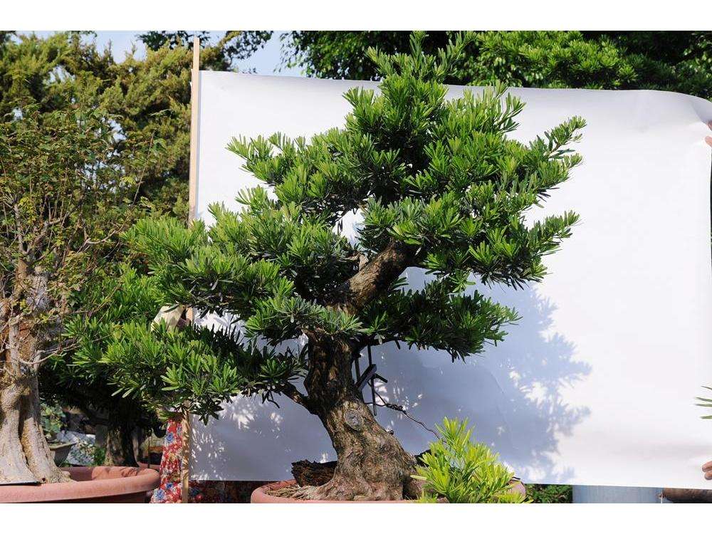 羅漢松木苗圖片/羅漢松木苗樣板圖 (2)