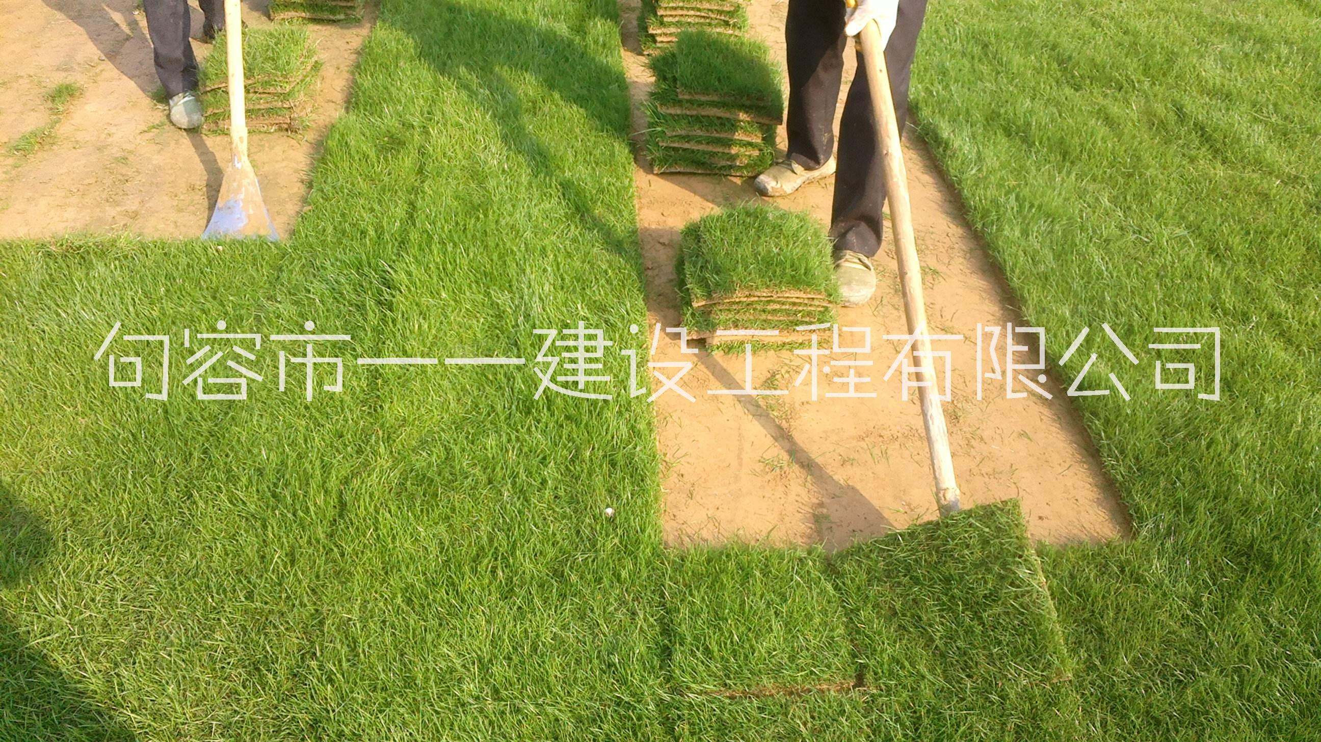 馬尼拉草坪圖片/馬尼拉草坪樣板圖 (1)