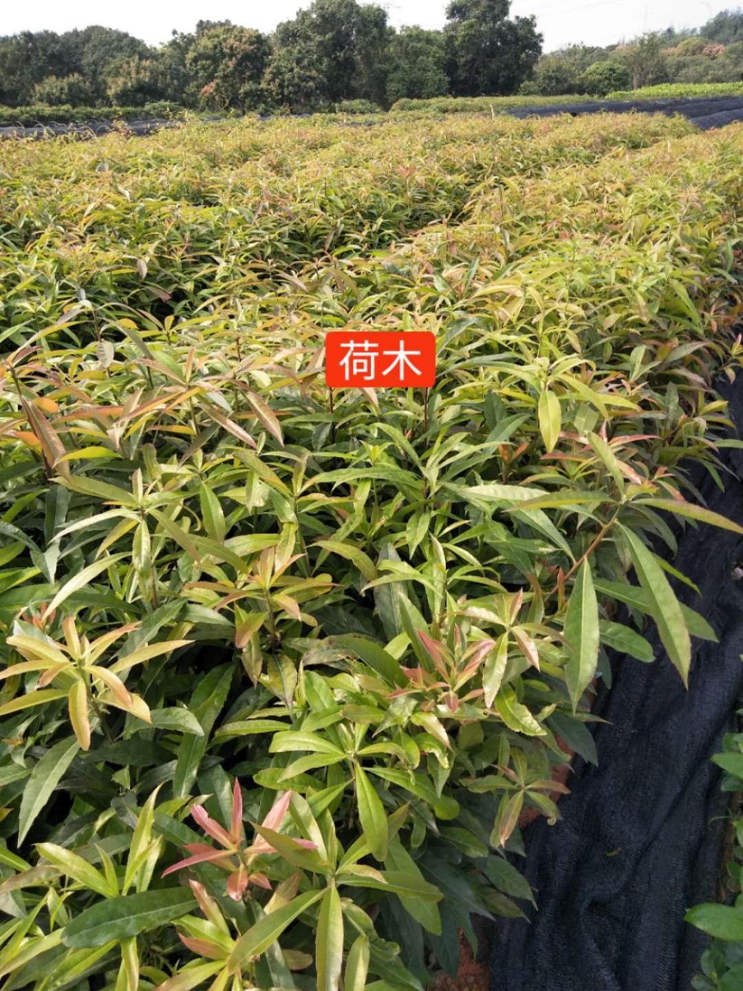 荷木圖片/荷木樣板圖 (4)