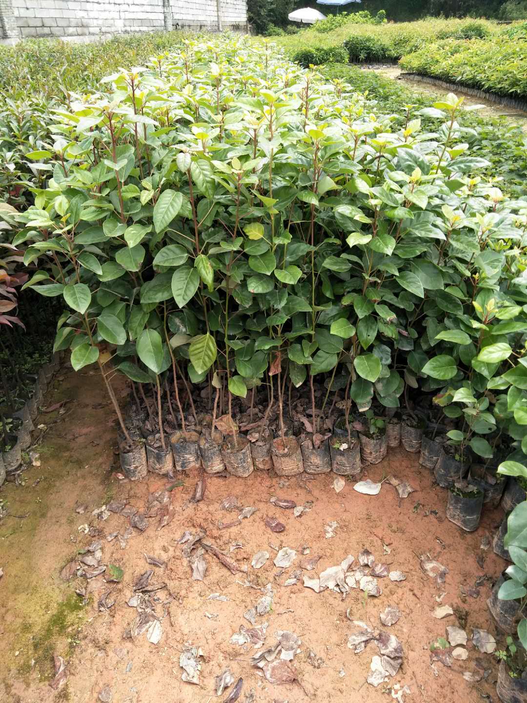 供應紅花荷苗圖片